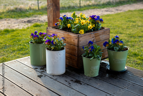 Obraz na płótnie A wooden deck displays vibrant potted flowers, a rustic wooden planter box, and labeled pots. A grassy field, dirt path, and fencing are in the background. w salonie