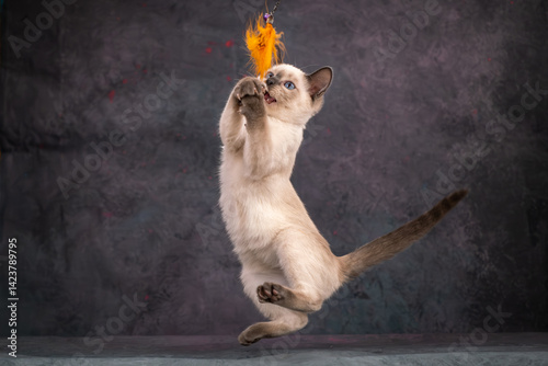 Thai kitten has fun and jumps after a toy. An active predator hunts