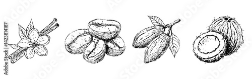 Sketch crayon aroma spicy, bean and nut set. Hand drawn scribble doodle product vanilla, coconut, coffee, cacao. Pencil texture vector illustration.