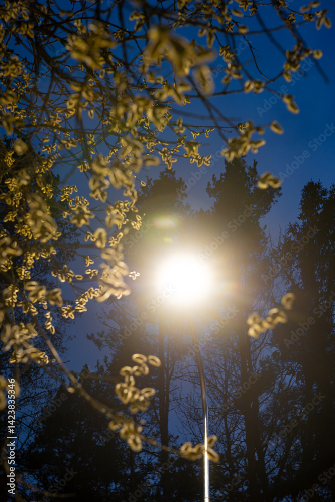 A glowing streetlight casts light on branches with small, light colored leaves, framed by tall, dark tree silhouettes against a deep blue evening sky.