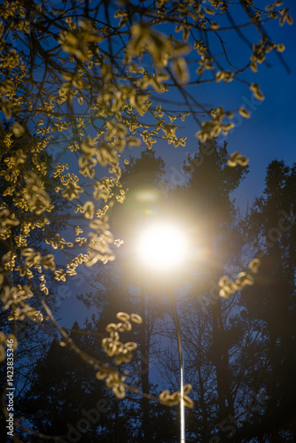 Obraz na płótnie A glowing streetlight casts light on branches with small, light colored leaves, framed by tall, dark tree silhouettes against a deep blue evening sky. w salonie