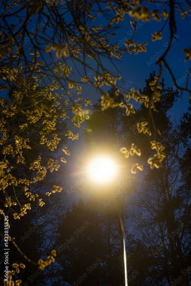 A glowing streetlamp lights up yellow blossoms on overhanging branches, framed by tall tree silhouettes against a deep blue evening sky.