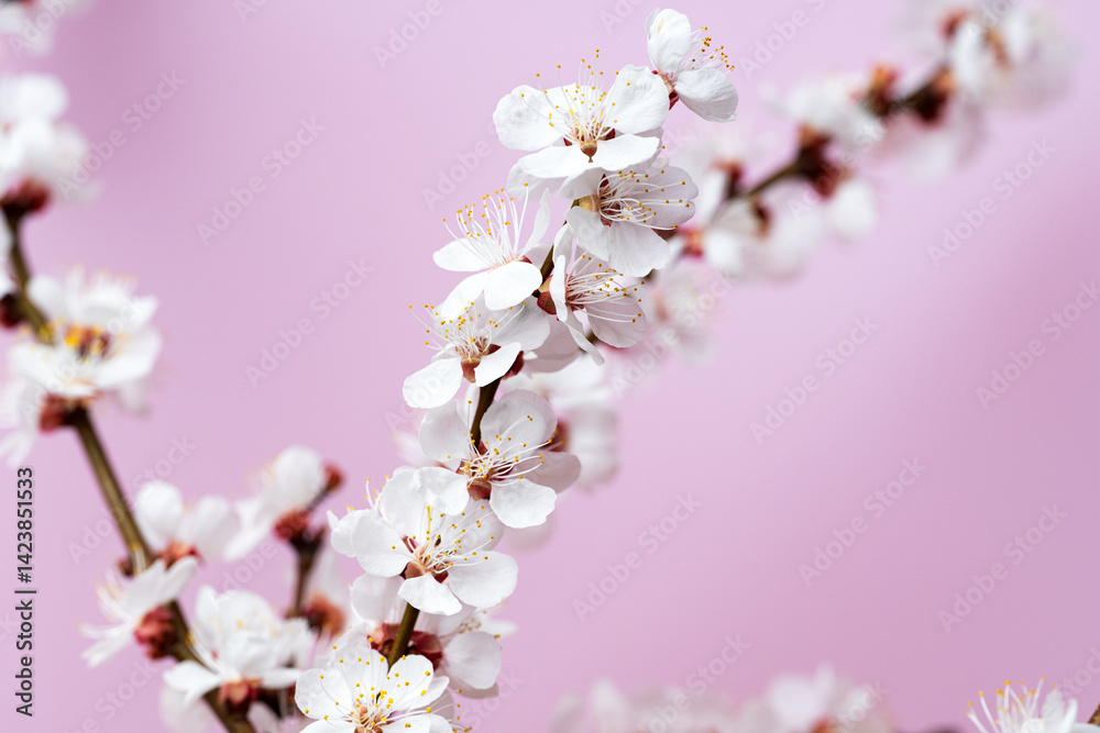flowering apricot branch