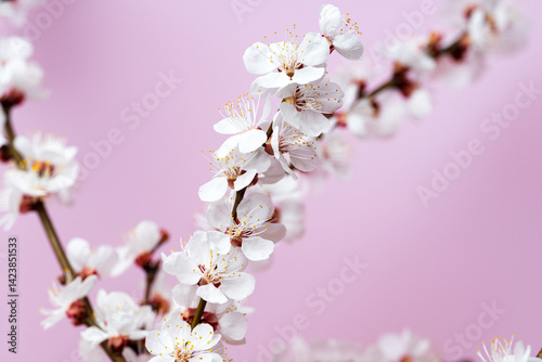 Obraz na płótnie flowering apricot branch w salonie