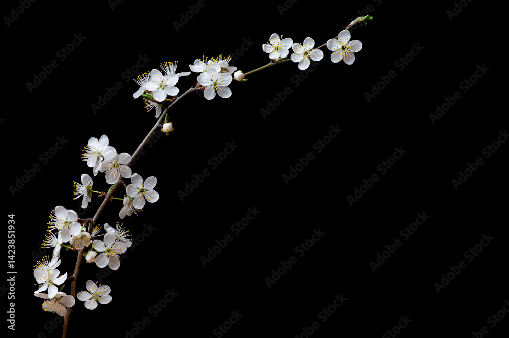 flowering branch