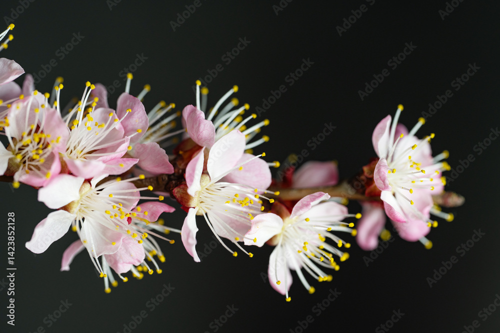 flowering branch