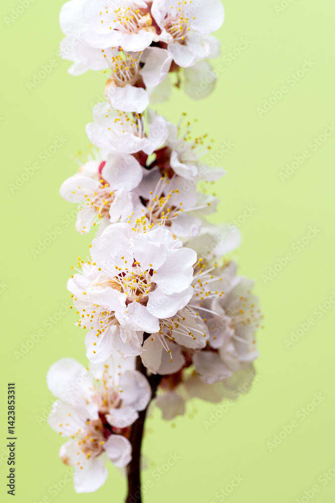 branch with apricot flowers