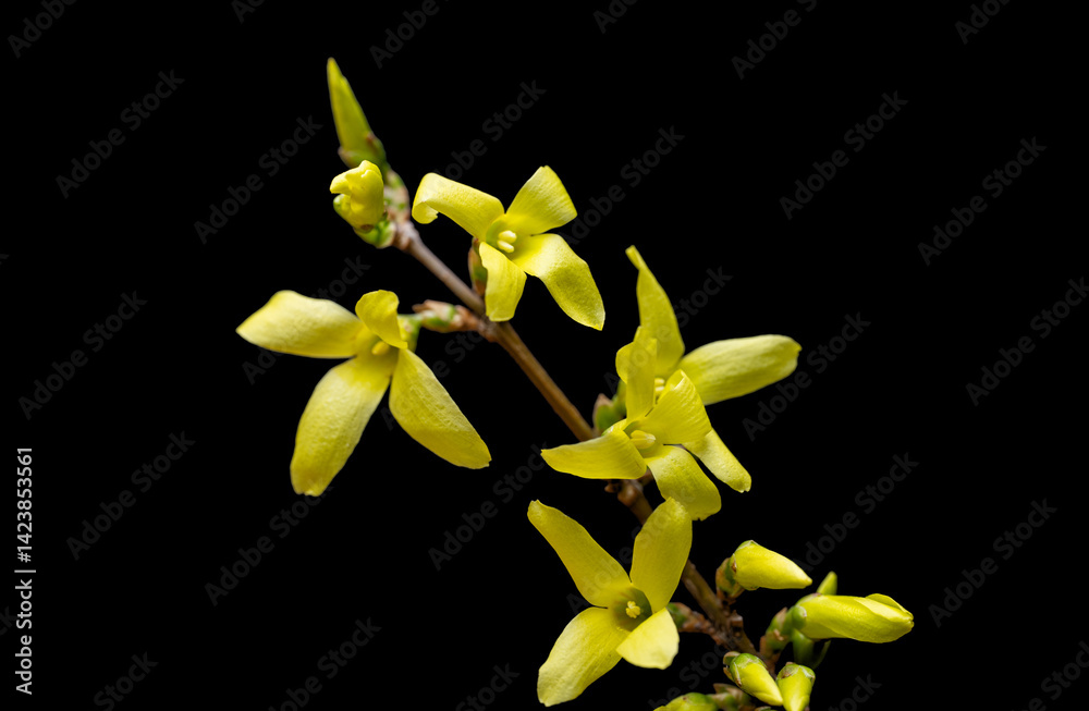 yellow forsythia