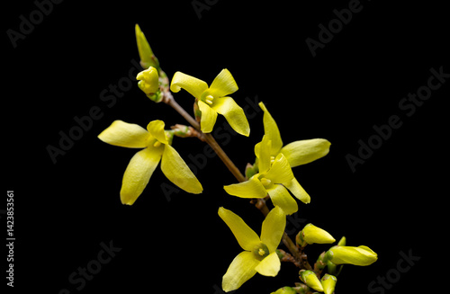 yellow forsythia