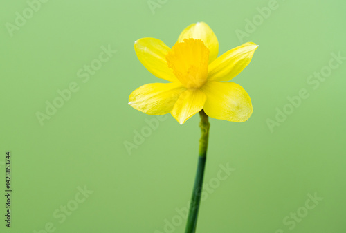 yellow daffodil