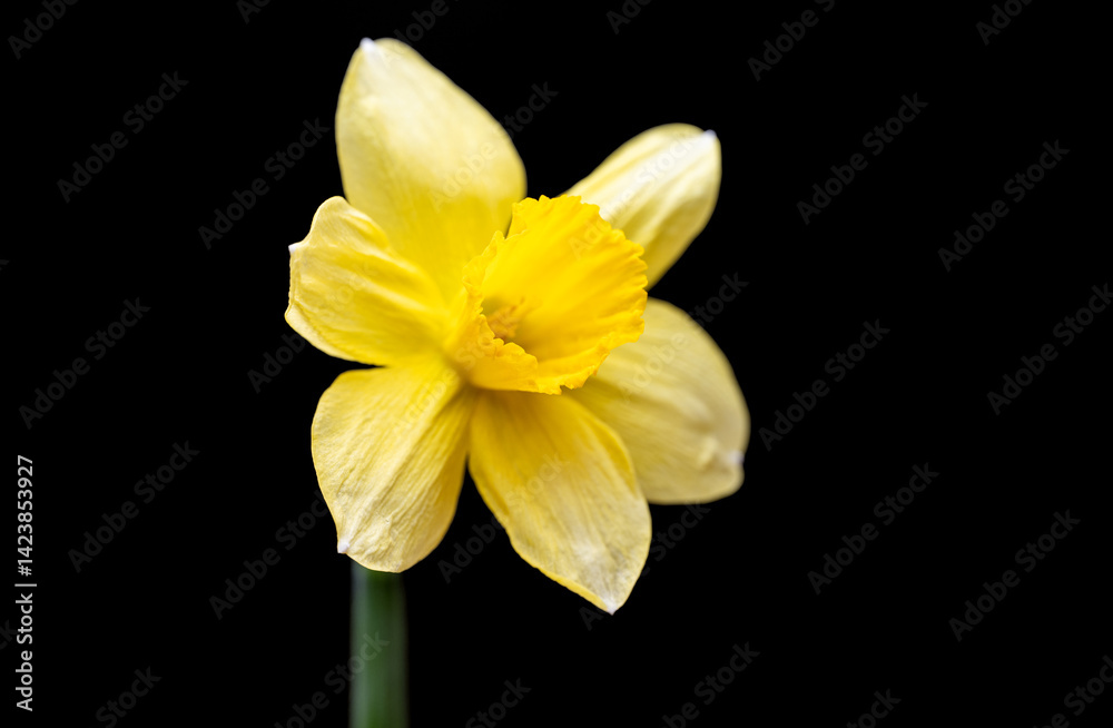 yellow daffodil