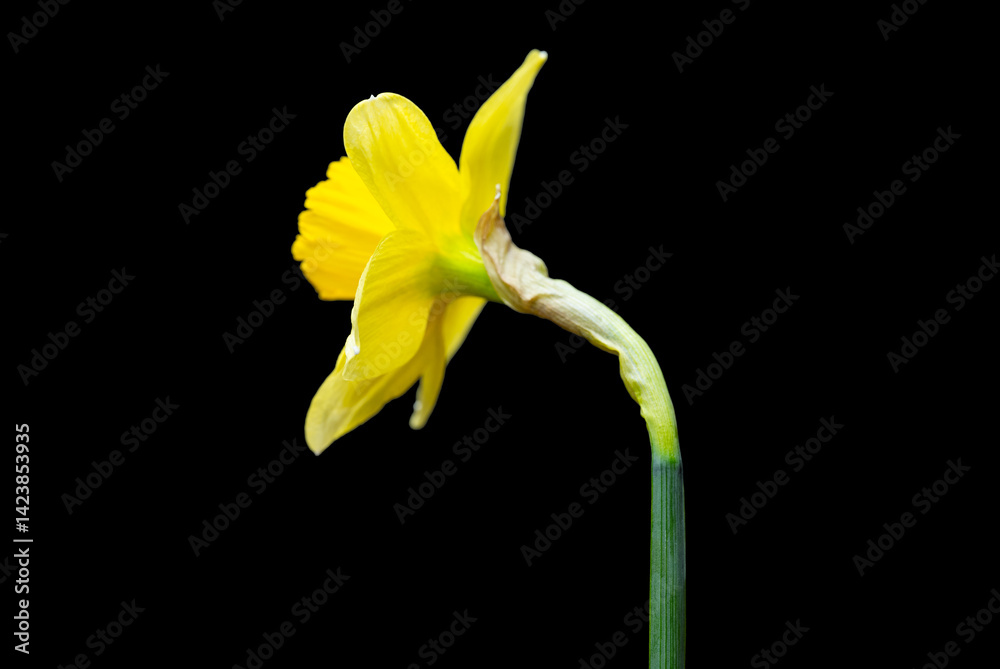 yellow daffodil