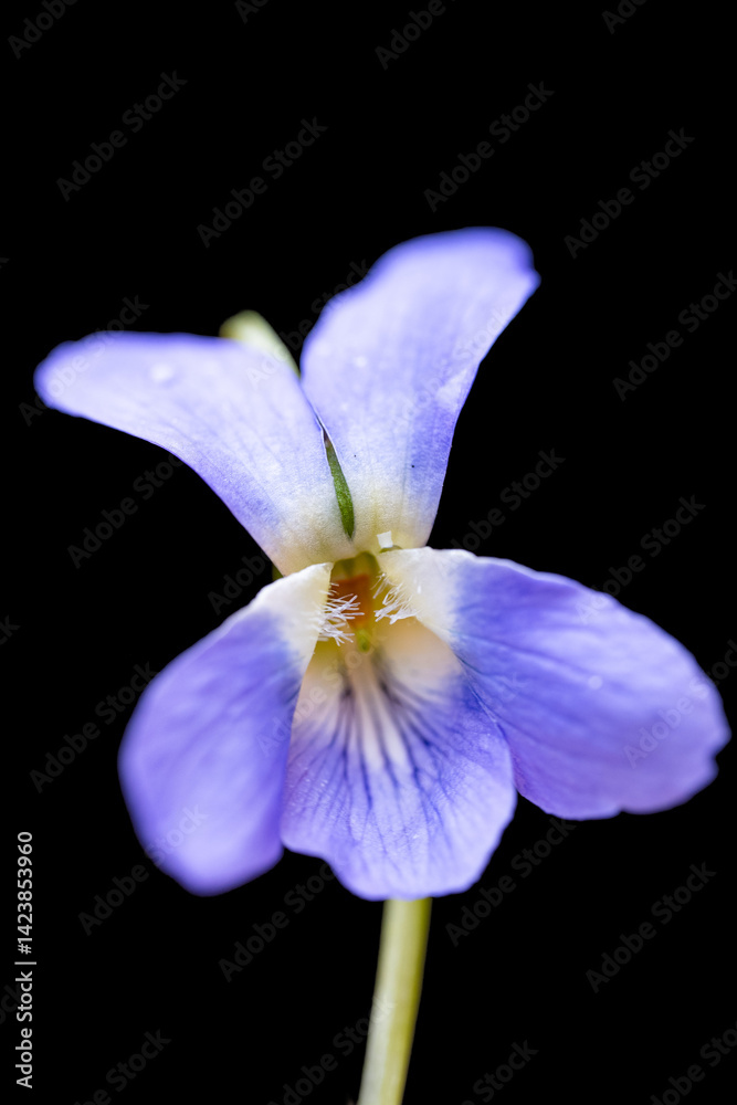 beautiful forest violet
