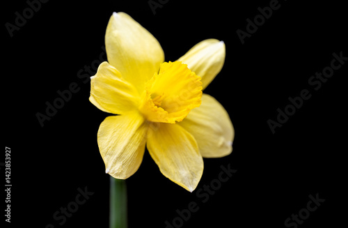 Obraz na płótnie yellow daffodil w salonie