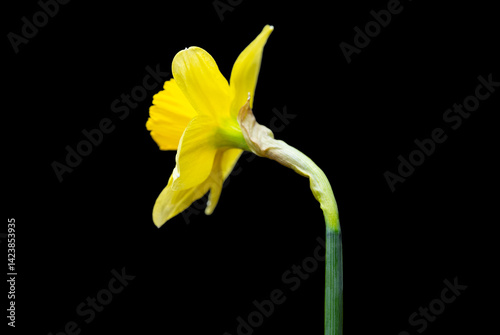 Obraz na płótnie yellow daffodil w salonie
