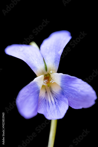 beautiful forest violet