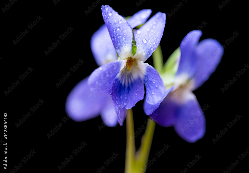 beautiful forest violet