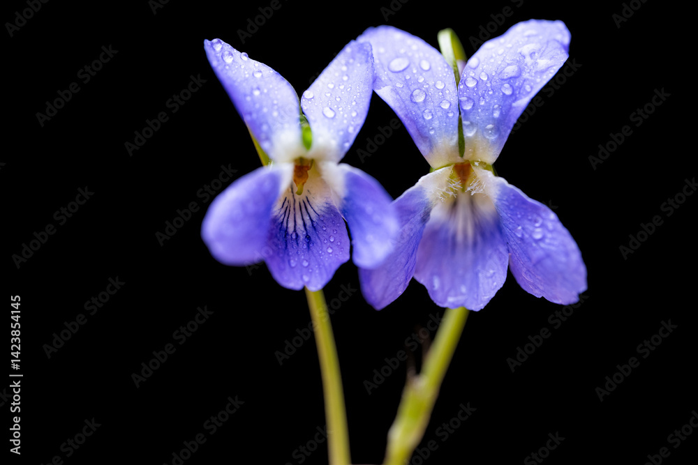 beautiful forest violet