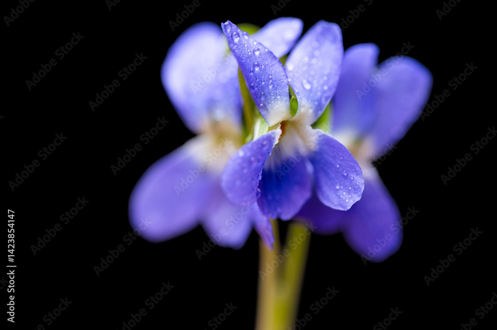 beautiful forest violet