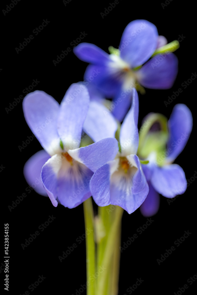 beautiful forest violet