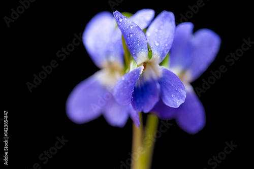 Obraz na płótnie beautiful forest violet w salonie