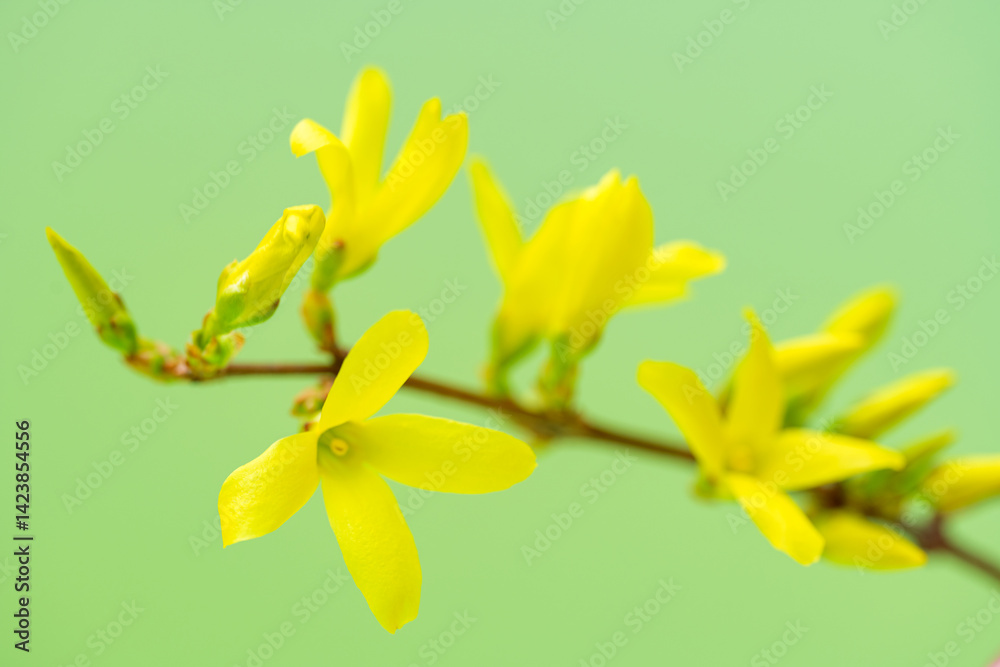 Forsythia flowers close-up