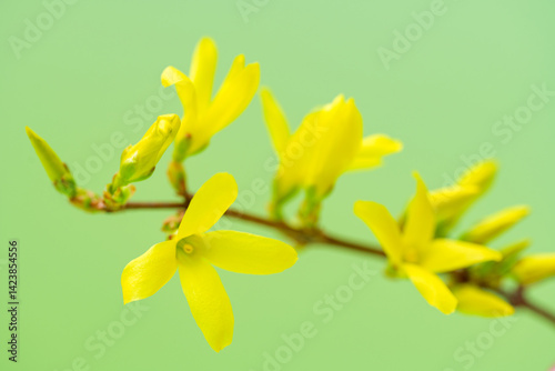 Obraz na płótnie Forsythia flowers close-up w salonie