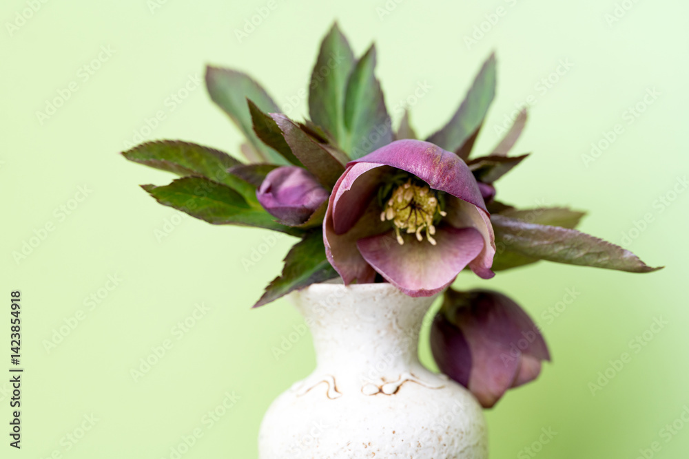 hellebore flower close-up