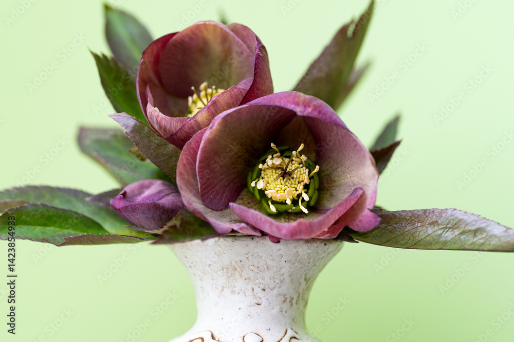 hellebore flower close-up