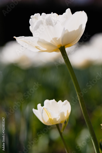 Weiße Tulpen im Beet