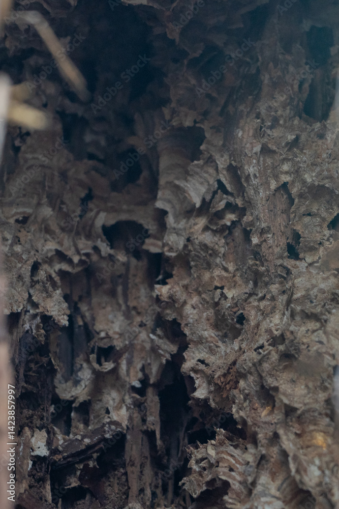 abandoned hornets nest in tree trunk.