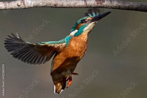 Eisvogel, Kingfisher, Birds, Vögel