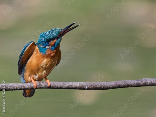 Eisvogel, Kingfisher, Birds, Vögel