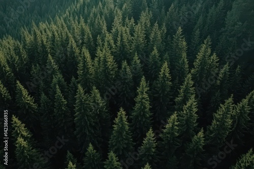 Dense Evergreen Forest Canopy