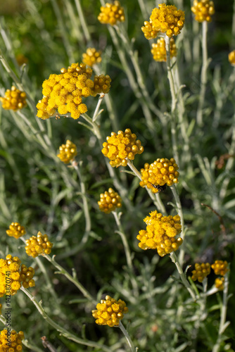Helichrysum arenarium is also known as dwarf everlast, and as immortelle.