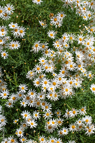 Obraz na płótnie White daisy variety. Scientific name: Chrysanthemum Frutescens w salonie