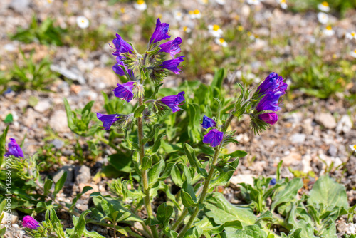 Obraz na płótnie Echium plantagineum is a genus of Echium native to Western and Southern Europe, North Africa and Southwest Asia. w salonie
