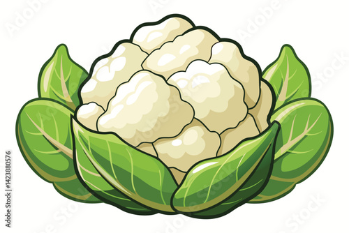 cauliflower vector illustration .