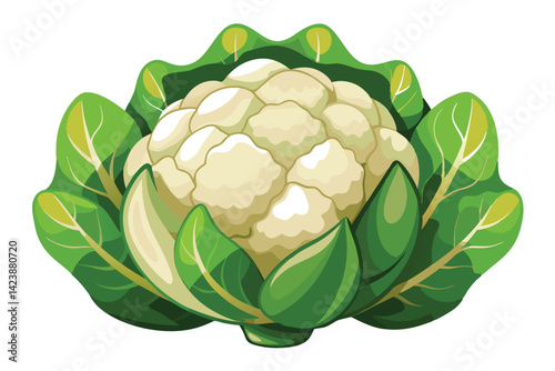cauliflower vector illustration .