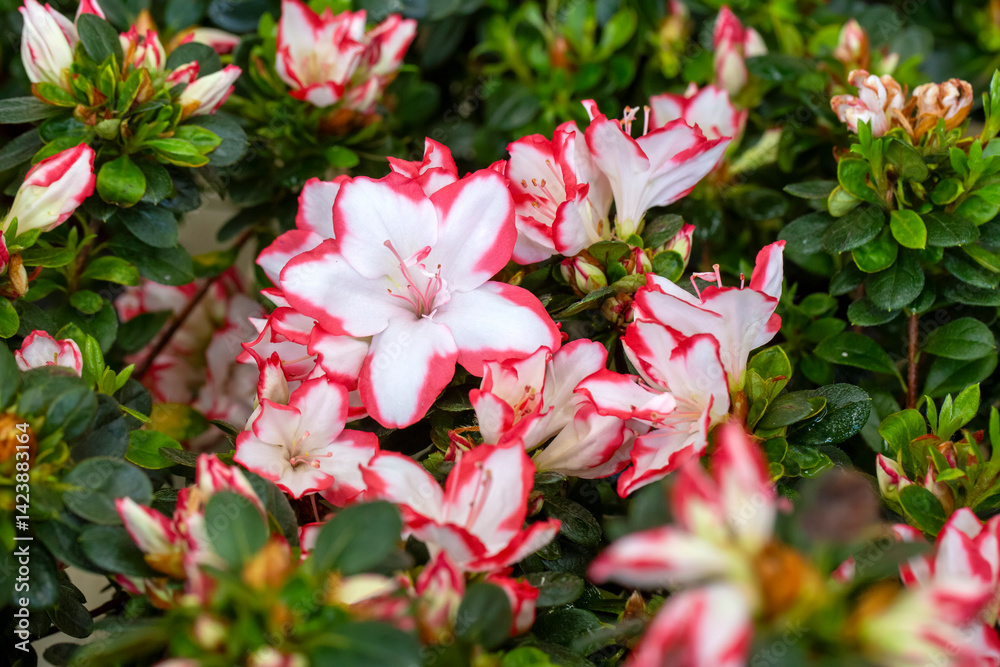 Azalea is the name given to some plant species of the Rhododendron genus of the Ericaceae (heatherb) family.