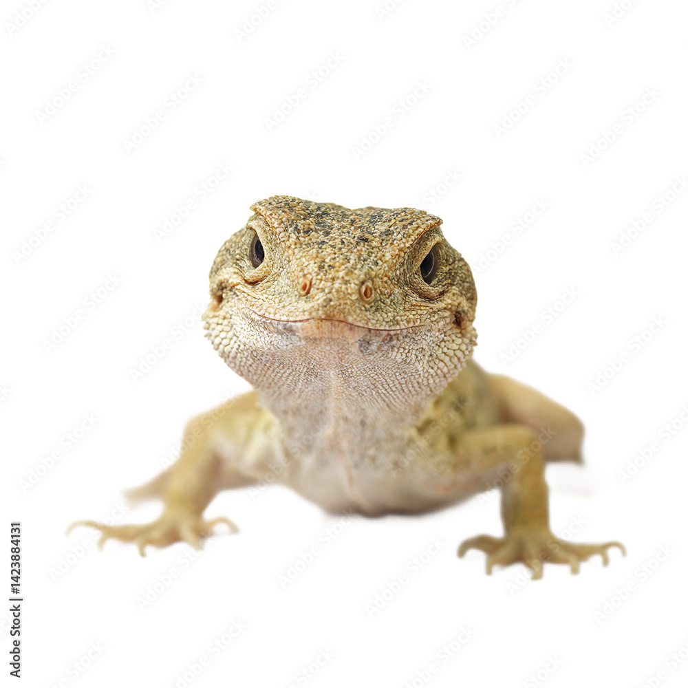 Fototapeta premium Isolated sleepy lizard headshot with droopy eyes perfect for reptile enthusiasts and nature lovers