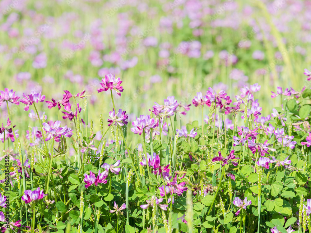 Naklejka premium 春の風景 蓮華草のピンク色の花05