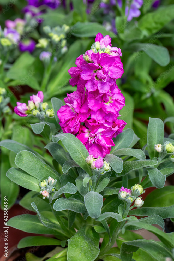 Matthiola incana is a flower belonging to the Matthiola genus of the Brassicaceae family.