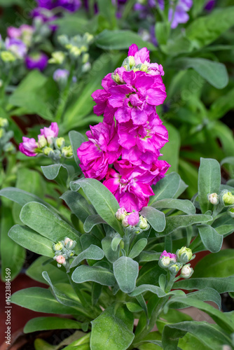 Obraz na płótnie Matthiola incana is a flower belonging to the Matthiola genus of the Brassicaceae family. w salonie