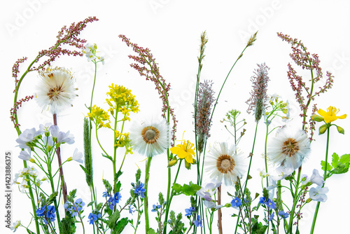 Fototapeta Naklejka Na Ścianę i Meble -  Wiosenna łąka na białym izolowanym tle, wiosenne tło dla projektu.