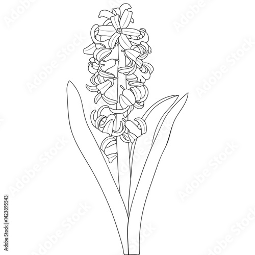 Blooming Hyacinth Plant Spring Flower Outline