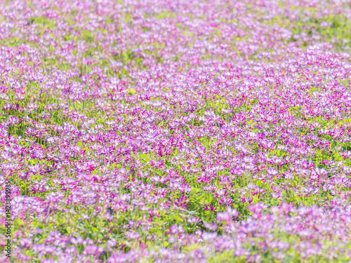 蓮華草のピンク色の花が一面に広がる28