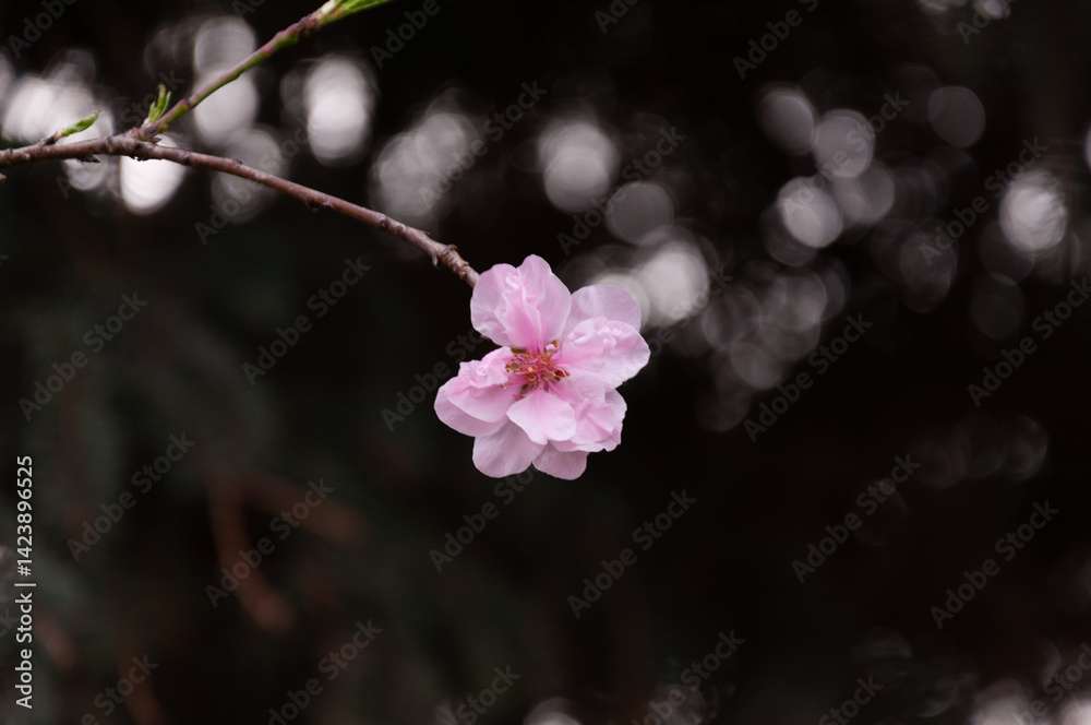 Obraz premium Spring blossom of pink sakura cherry tree in the garden