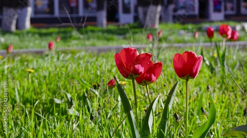 Red tulip flowers sway in the wind in a flowerbed in the center of a small town. B roll