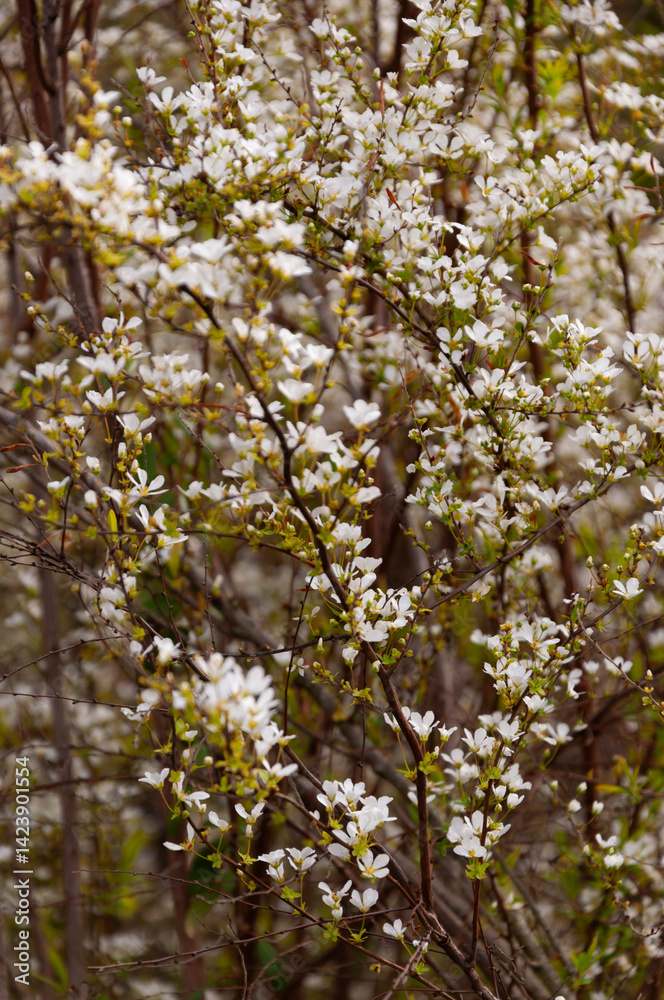 white flowers of fruit trees in spring garden white flowers of fruit trees in spring garden